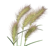 Пеннісетум Fluffy 10 шт насіння Benary Німеччина, фото 4