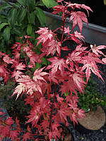 Клен пальмолистный "Оранжевый сон". Acer palmatum 'Orange Dream'.