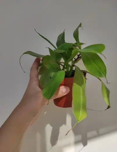 НЕПЕНТЕС АЛАТА / NEPENTHES AmmuNation - фото 3 - id-p1982119377