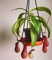 НЕПЕНТЕС АЛАТА / NEPENTHES AmmuNation