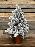 Ялинка лита в горщику 70 см засніжена HVOYA