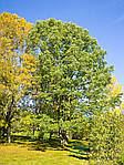 Fraxinus americana, Ясень американський, Ясен americana 400см, фото 4