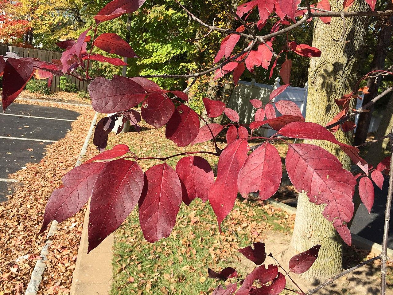 Fraxinus americana, Ясень американський, Ясен americana 400см