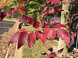 Fraxinus americana, Ясень американський, Ясен americana 300см