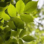Fraxinus americana, Ясень американський, Ясен americana 400см, фото 5