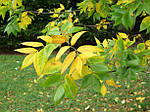 Fraxinus americana, Ясень американський, Ясен americana 400см, фото 3