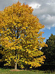 Fraxinus americana, Ясень американський, Ясен americana 400см, фото 6