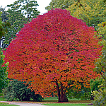 Fraxinus americana, Ясень американський, Ясен americana 400см, фото 7