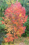 Fraxinus americana, Ясень американський, Ясен americana 400см, фото 8