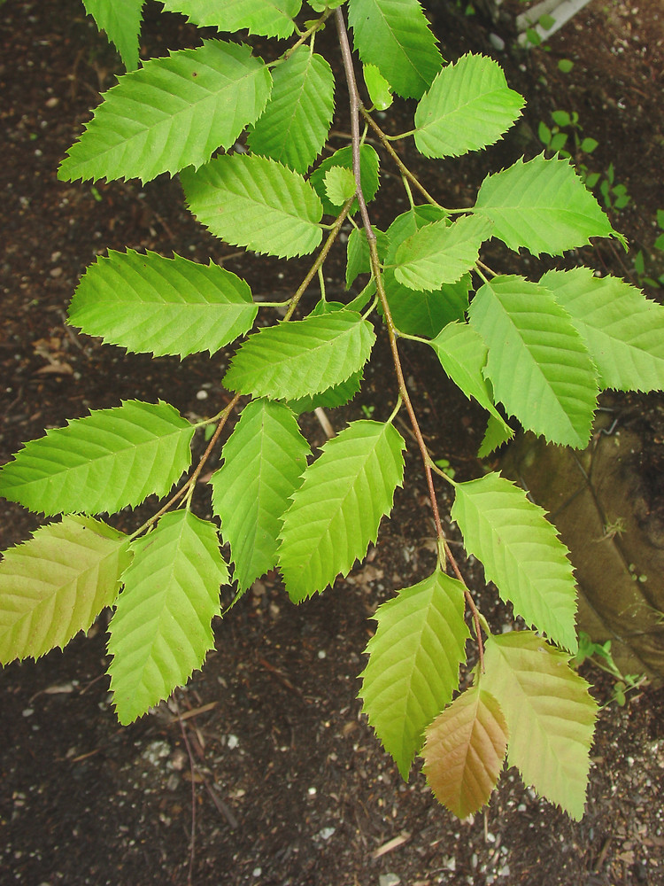 Carpinus caroliniana, Граб американський 300см