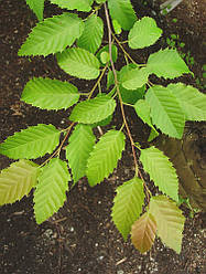 Carpinus caroliniana, Граб американський 170см