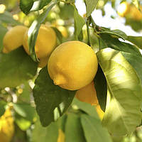 Саженцы лимона Эврика 2-летний самоопыляющийся, крупноплодный, ремонтантный