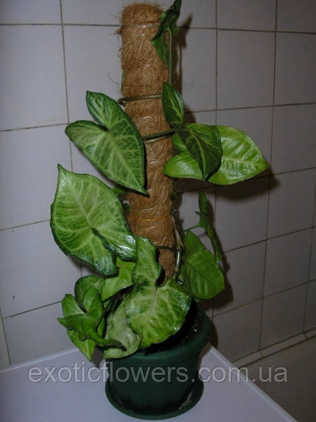 Опора-кокос для рослин, d=25 мм, 60 см