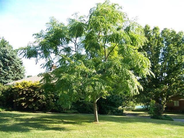 Кентуккийское кофейное дерево, Кентукійське кавове дерево. Кавове дерево, Бундук дводомний, Gymnocladus dioicus, 350 см