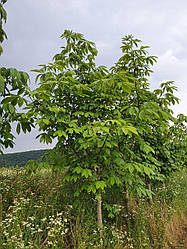 Aesculus glabra, Гіркокаштан огайський, 400см