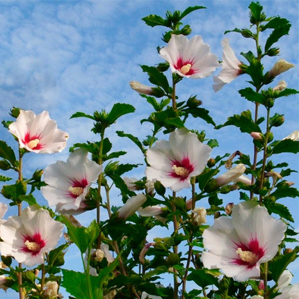Гібіскус Сирійський, Hibiscus syriacus, 150 см, фото 1
