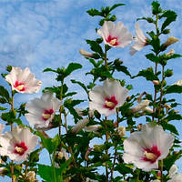 Гібіскус Сирійський, Hibiscus syriacus, 150 см