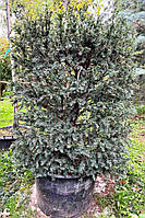 Тис ягодный "Ауреа" Taxus Baccata "Aurea" C100 l h100*150 куб