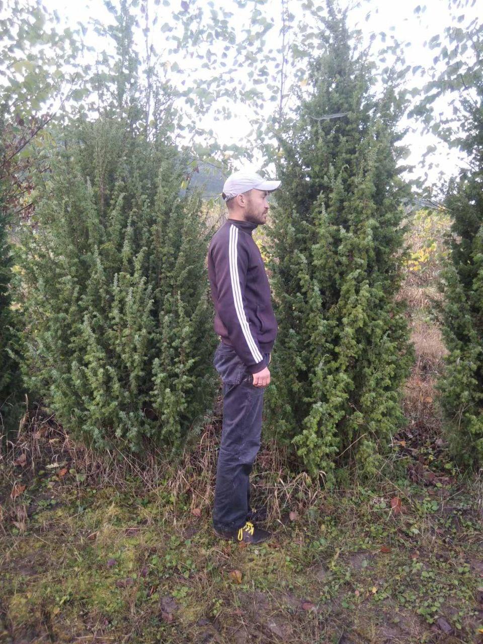 Ялівець звичайний Juniperus communis, 250 см