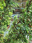Ялівець звичайний Juniperus communis, 300 см, фото 2