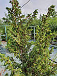 Ялівець звичайний Juniperus communis, 300 см, фото 9