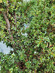 Ялівець звичайний Juniperus communis, 250 см, фото 7