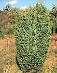 Ялівець звичайний Juniperus communis, 250 см, фото 6