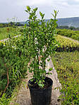 Гібіскус Сирійський, Hibiscus syriacus, 150 см, фото 7