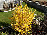Форзиція середня, Forsythia x intermedia 'Lynwood', 230см, фото 3