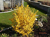 Форзиция средняя, Forsythia x intermedia 'Lynwood', 180 см