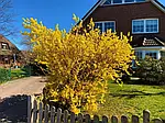 Форзиція середня, Forsythia x intermedia 'Lynwood', 230см, фото 6