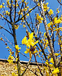 Форзиція середня, Forsythia x intermedia 'Lynwood', 230см, фото 9
