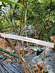 Форзиция средняя, Forsythia x intermedia 'Lynwood', 110 см, фото 9