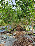 Форзиція середня, Forsythia x intermedia 'Lynwood', 230см, фото 10