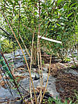 Форзиція середня, Forsythia x intermedia 'Lynwood', 230см, фото 7