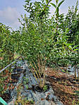 Форзиція середня, Forsythia x intermedia 'Lynwood', 230см, фото 4
