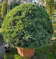 Можжевельник средний Juniperus media Pfitzeriana Aurea (шар) С80 h1,5м