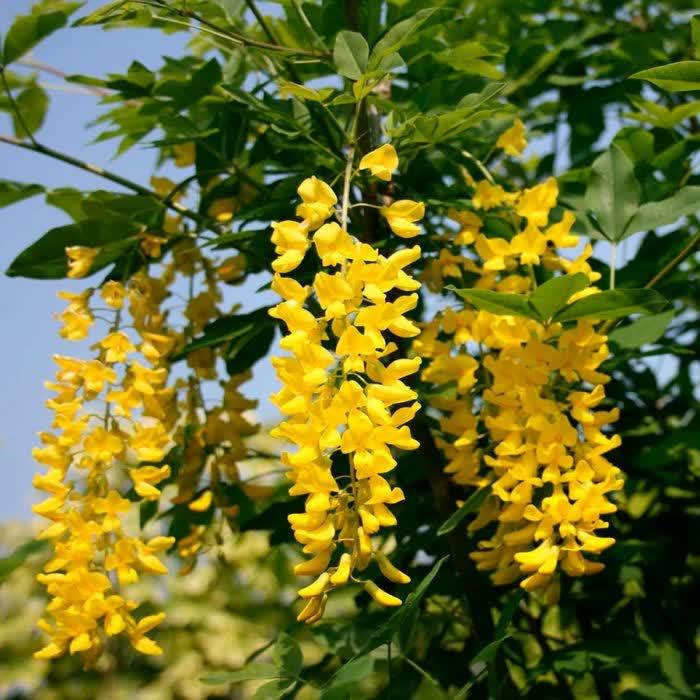 Золотий дощ альпійський, Laburnum alpinum,  400 см
