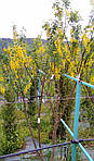 Золотий дощ альпійський, Laburnum alpinum, 200 см, фото 10