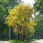 Золотий дощ альпійський, Laburnum alpinum,  400 см, фото 10
