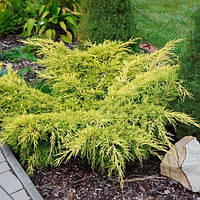 Можжевельник горизонтальный Лайм Глоу L2 (Juniperus horizontalis Lime Glow )