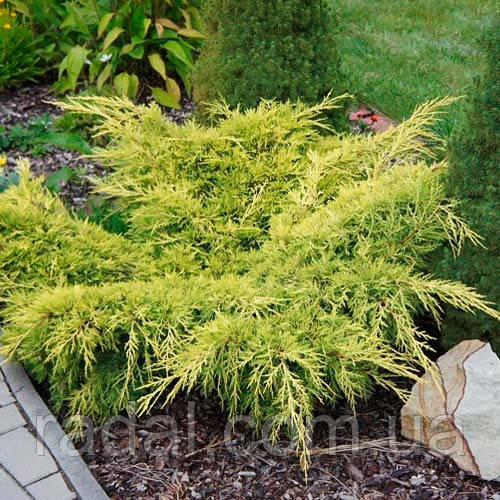 Ялівець горизонтальний Лайм Глоу L2 (Juniperus horizontalis Lime Glow)