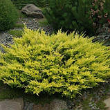 Ялівець горизонтальний Лайм Глоу P9 (Juniperus horizontalis Lime Glow), фото 4