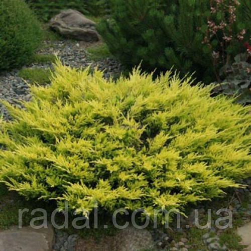 Можжевельник горизонтальный Лайм Глоу L2 (Juniperus horizontalis Lime Glow ) - фото 2 - id-p349184569