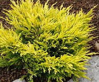 Можжевельник горизонтальный Лайм Глоу P9 (Juniperus horizontalis Lime Glow )