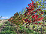 Ліквідамбар смолоносний, Liquidambar styraciflua, Амброве дерево, 200 см, фото 6
