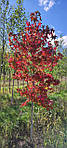 Ліквідамбар смолоносний, Liquidambar styraciflua, Амброве дерево, 200 см, фото 11