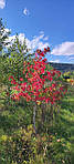 Ліквідамбар смолоносний, Liquidambar styraciflua, Амброве дерево, 200 см, фото 3