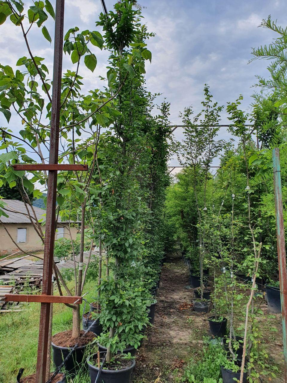 Граб обыкновенный, Carpinus betulus, КОЛОНА 220см