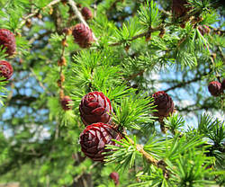 Larix decidua, Модрина європейська 220см